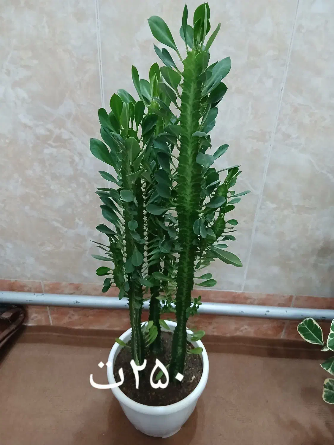 گلهای زیبا با قیمت مناسب|گل و گیاه طبیعی|مرند, |دیوار