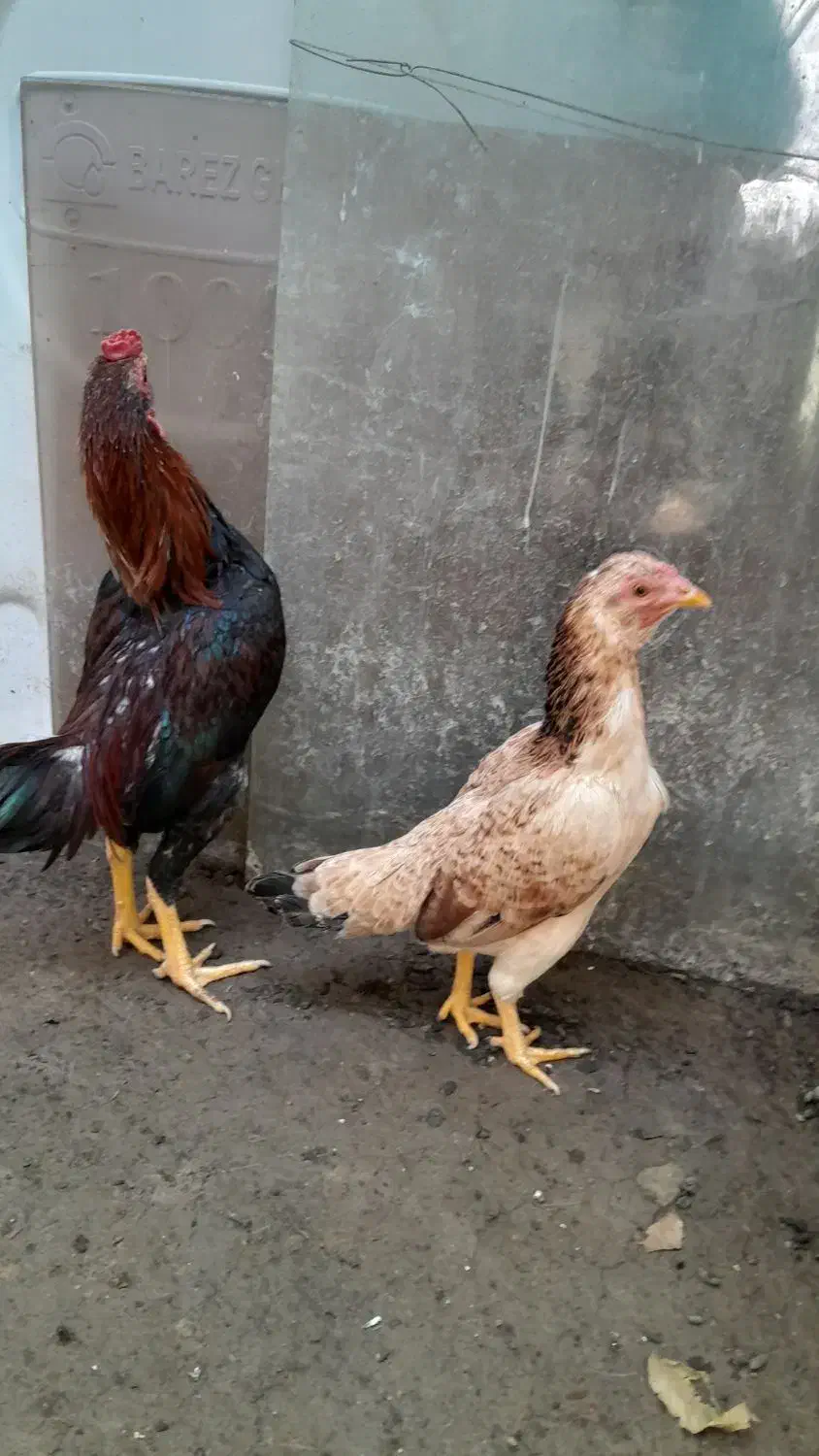 مرغ وخروس|پرنده|شهریار, رضی آباد بالا|دیوار