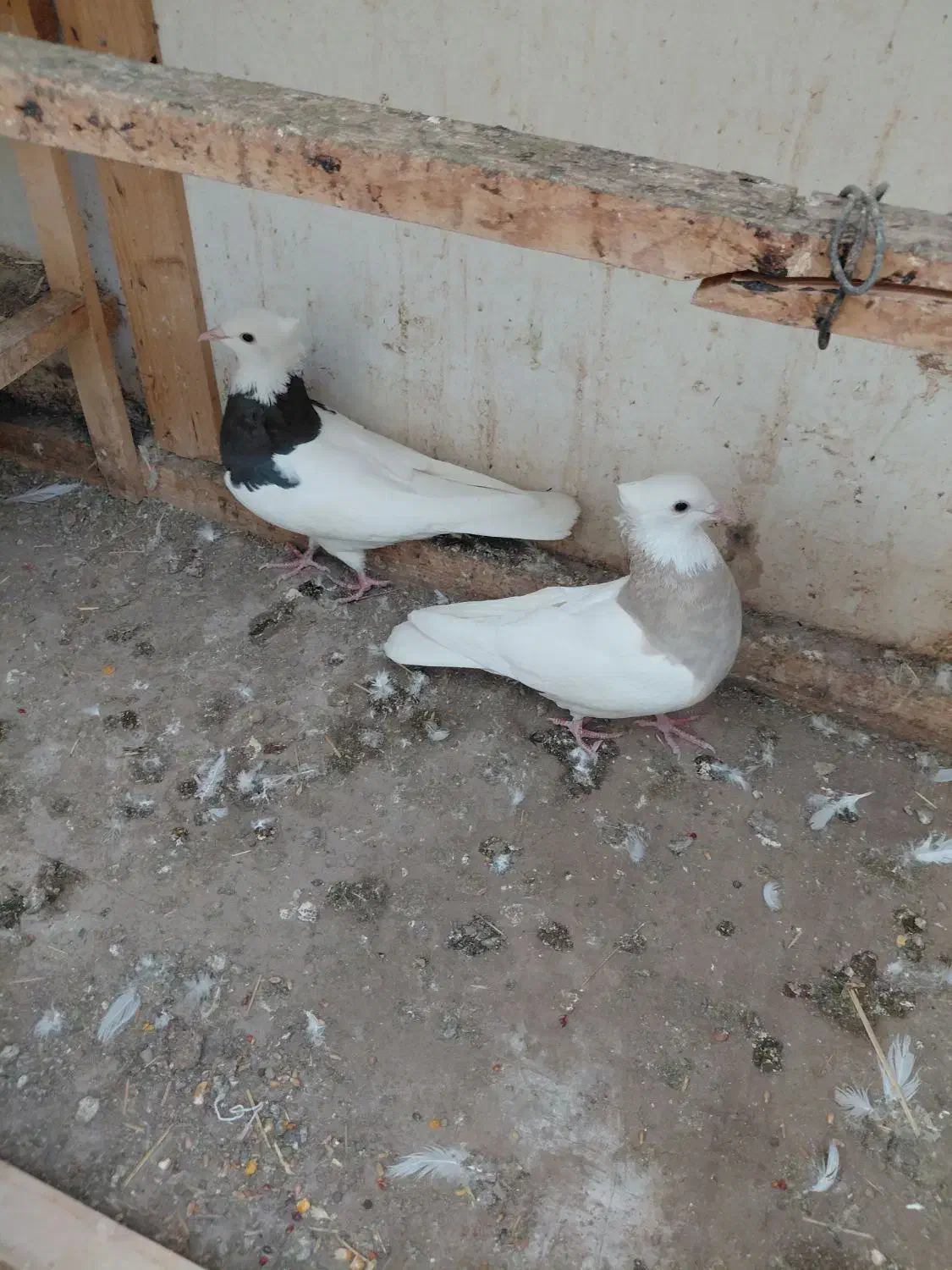 کلفه|پرنده|اردبیل, |دیوار