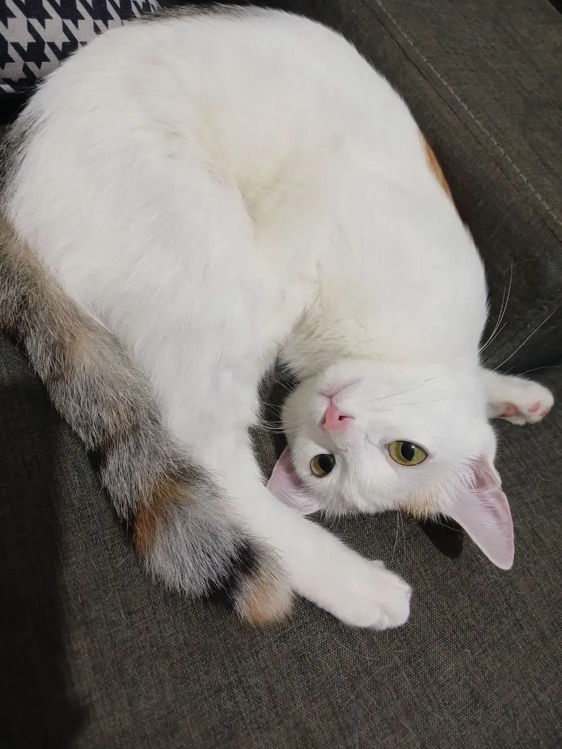 گربه ی گم شده|حیوانات|رشت, حمیدیان|دیوار