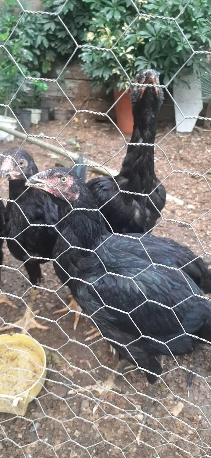 خروس ومرغ ۵ماه لاری وابریشمی کبوتر دم طاووسی|پرنده|رشت, حومه رشت|دیوار