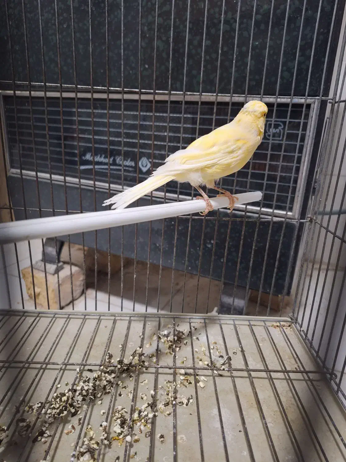 قناری ماده  آماده|پرنده|کاشان, فاز ۲ ناجی آباد|دیوار