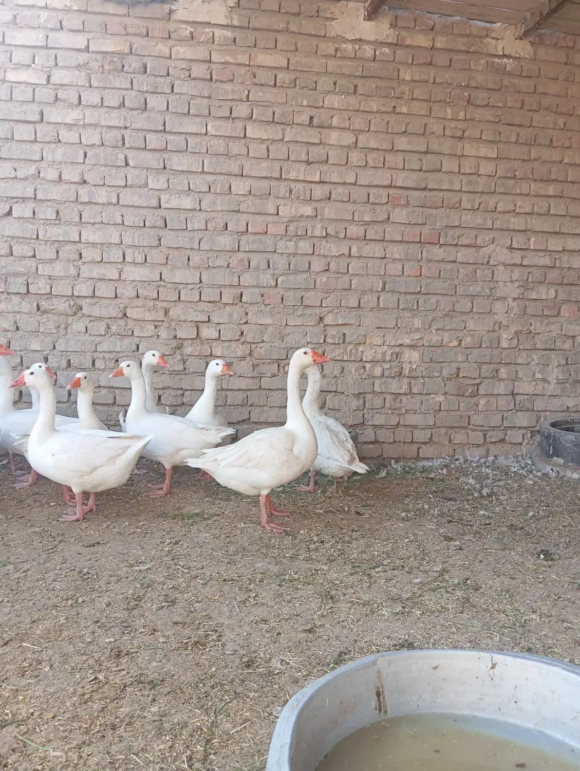 غاز وطنی|حیوانات مزرعه|زابل, |دیوار