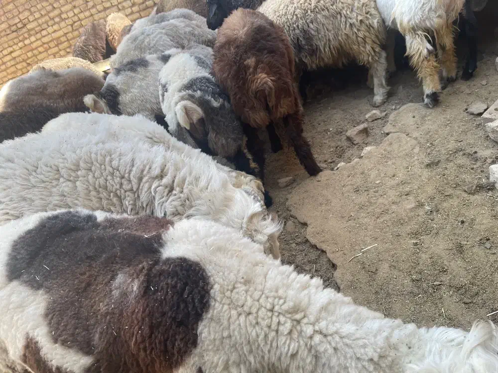 گوسفند کره بز  کشتاری|حیوانات مزرعه|شهرضا, |دیوار