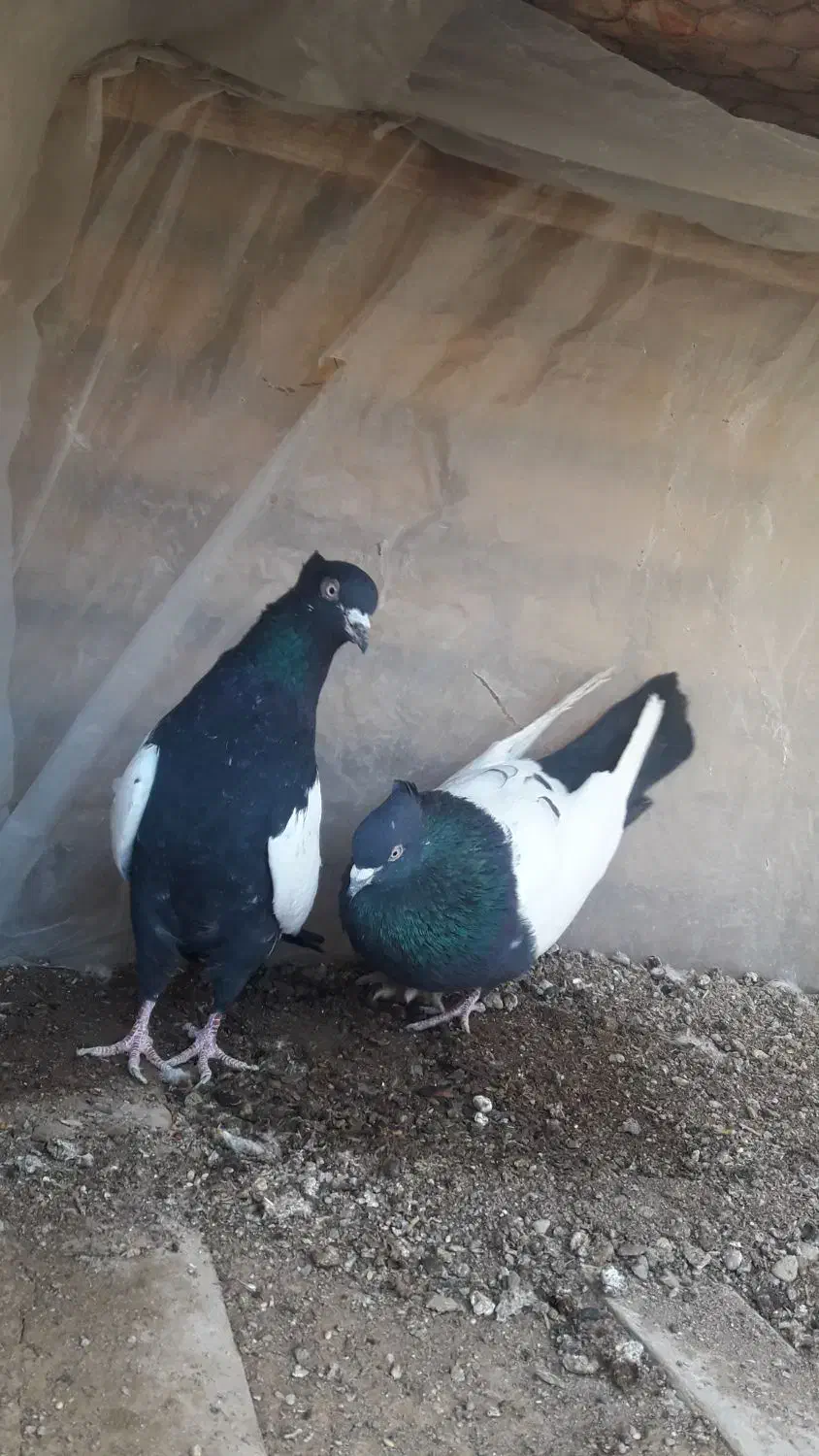 ۲ جفت کفتر رنگی|پرنده|آباده, |دیوار