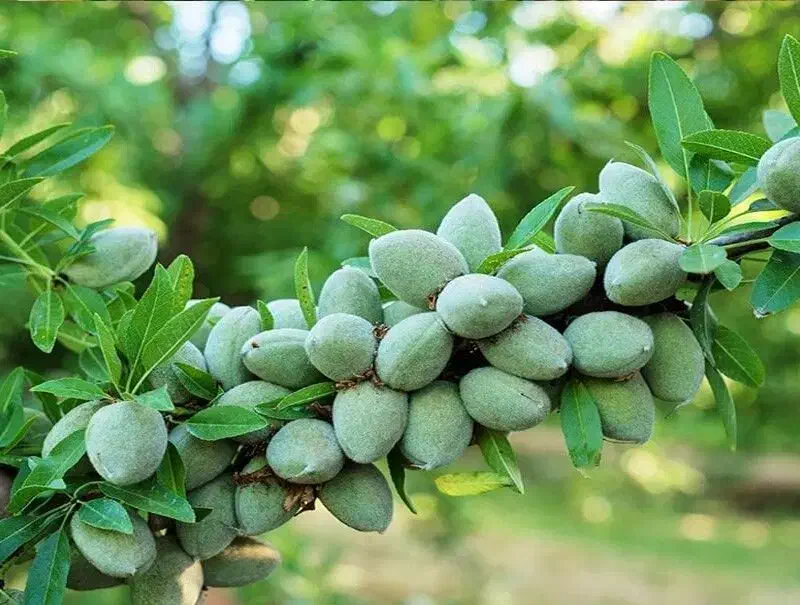 نهال بادام فقط ۷ هزار تومان|خدمات باغبانی و درختکاری|خسروشاه, |دیوار