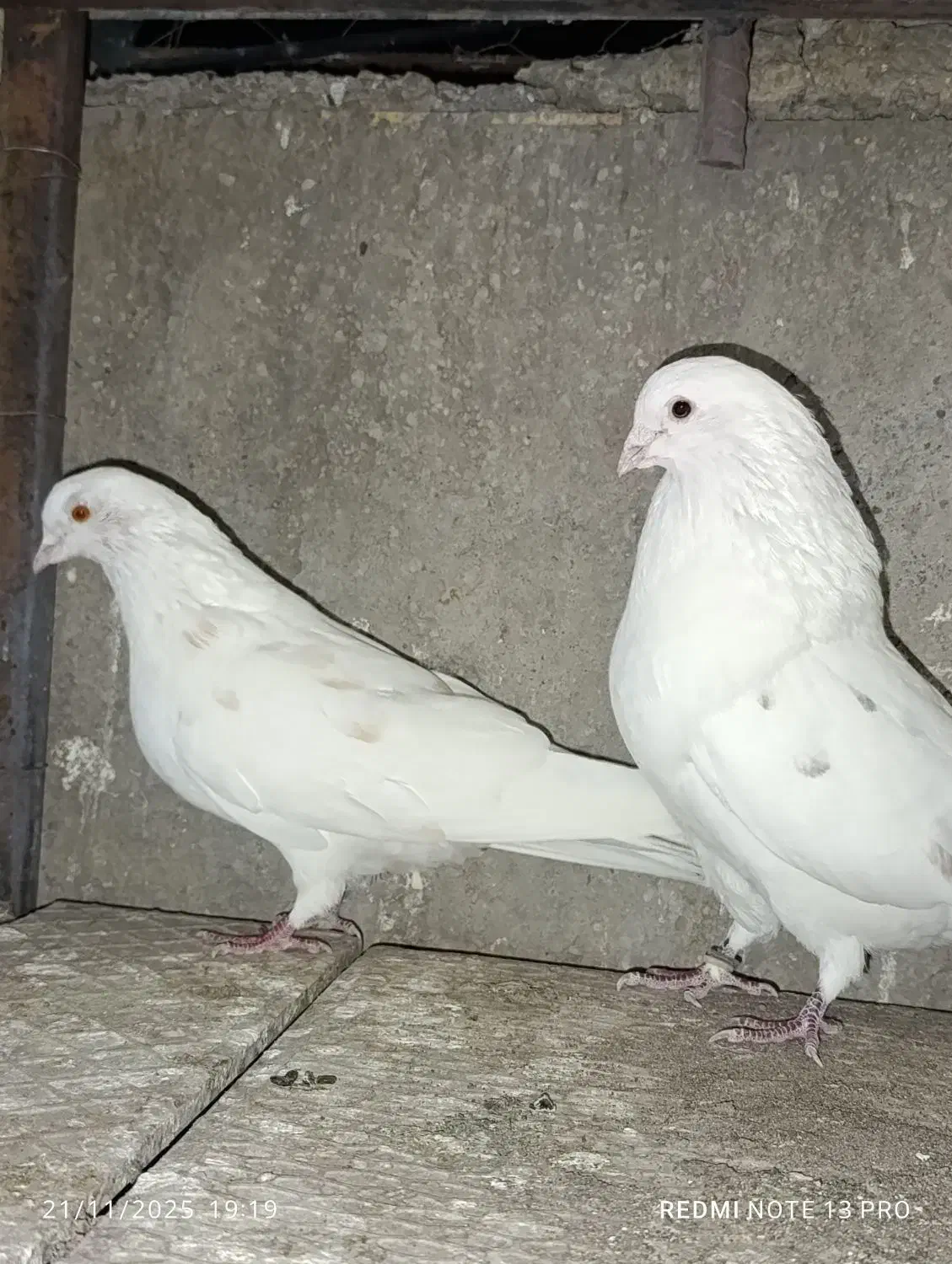 کبوتر پرشی|پرنده|بندرعباس, |دیوار