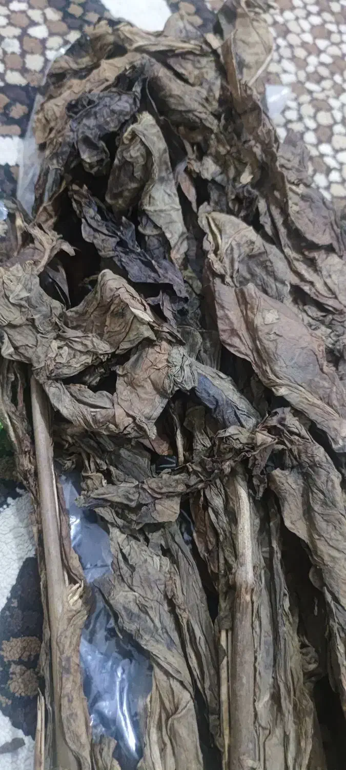 تند گزیری|عمده‌فروشی|بندرعباس, |دیوار