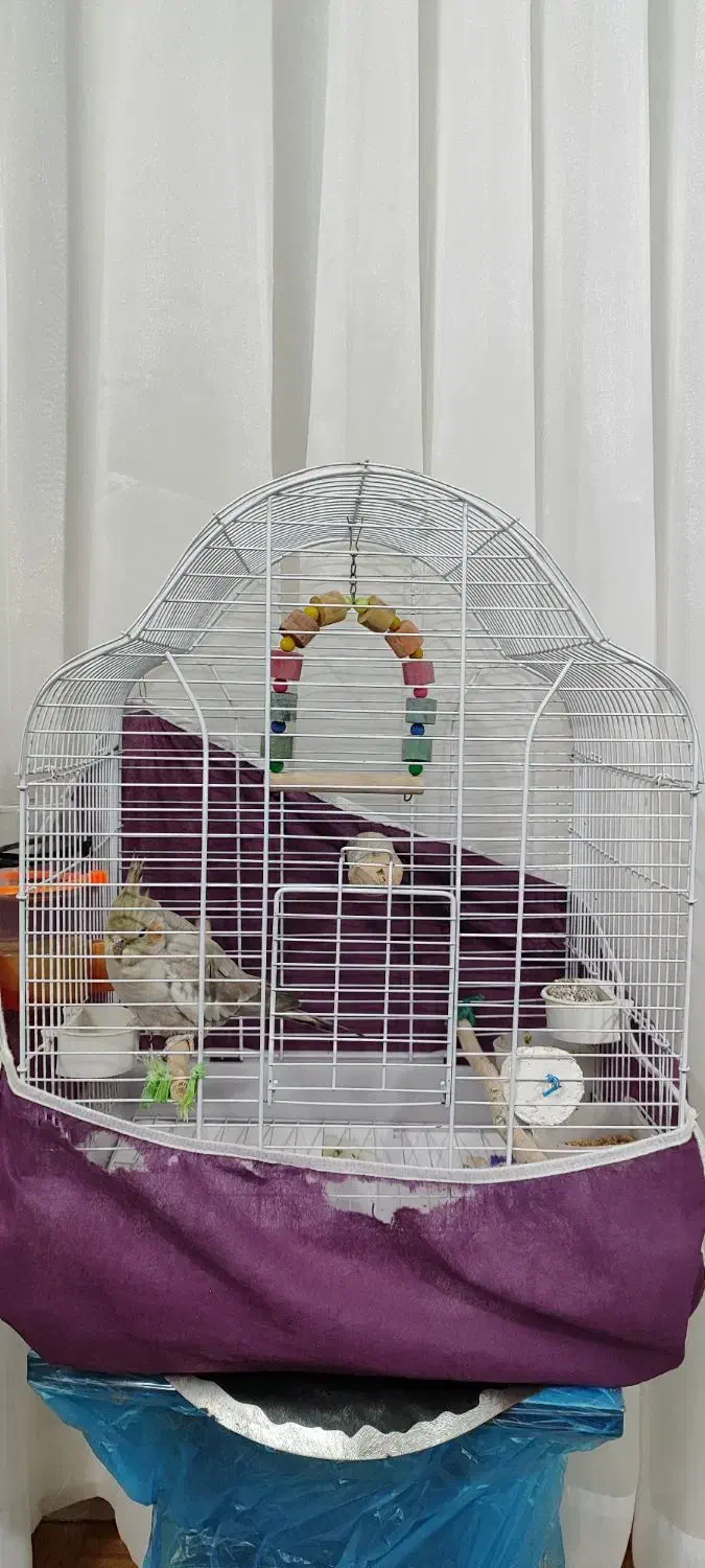 عروس هلندی|پرنده|کومله, |دیوار