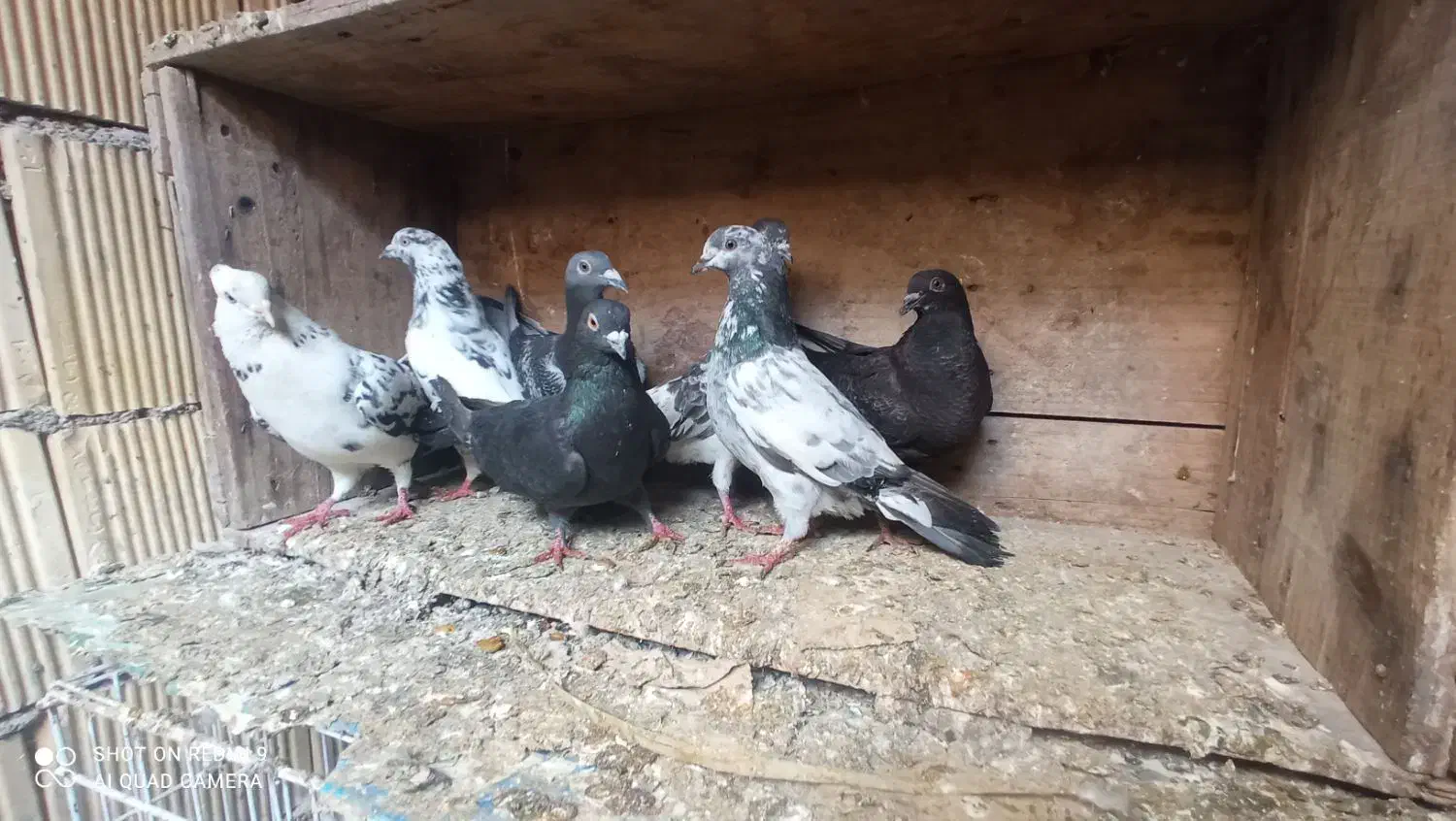 کفتر بلندگر|پرنده|بندر امام خمینی, |دیوار