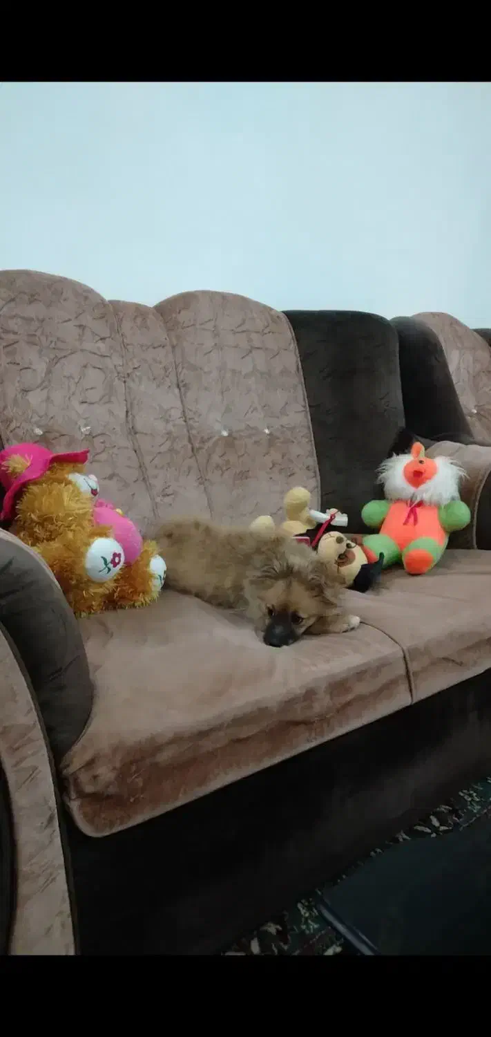 سگ پامر|سگ|نطنز, |دیوار