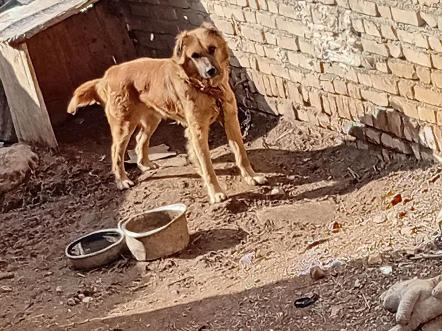 سگ نگهبانی|سگ|ایجرود, |دیوار