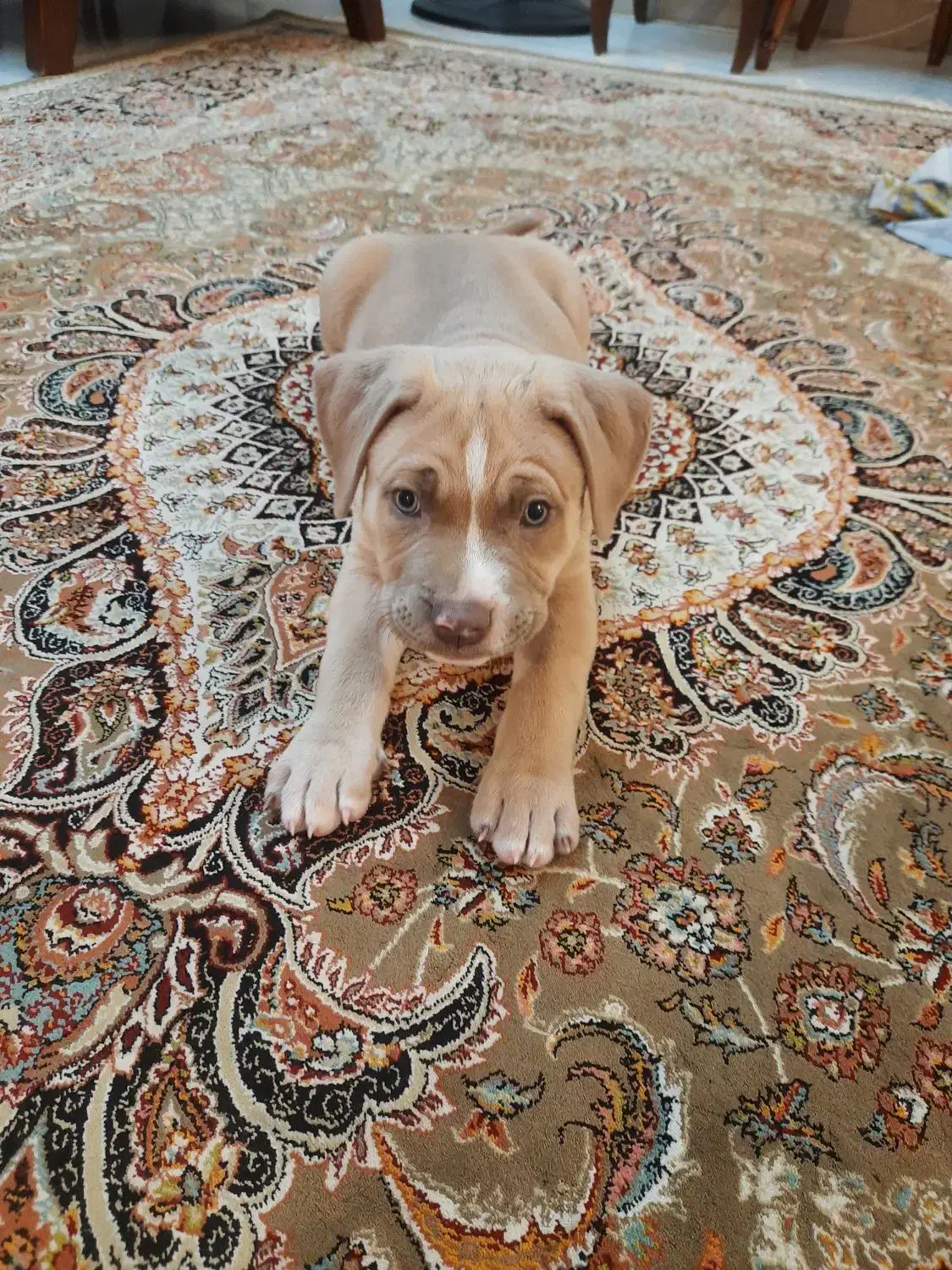 فروش توله پیت بول دوماهه|سگ|پردیس, فاز ۱|دیوار