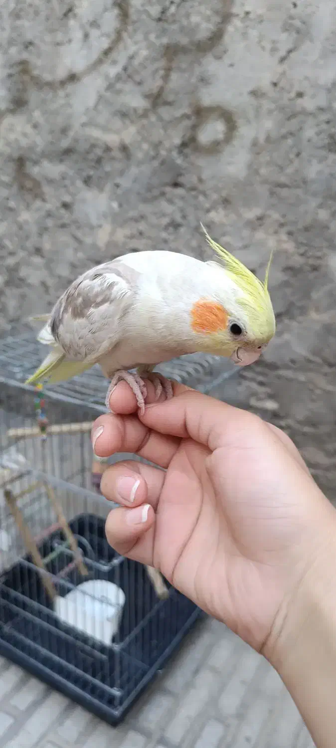 دو عدد عروس هلندی|پرنده|کوهدشت, |دیوار