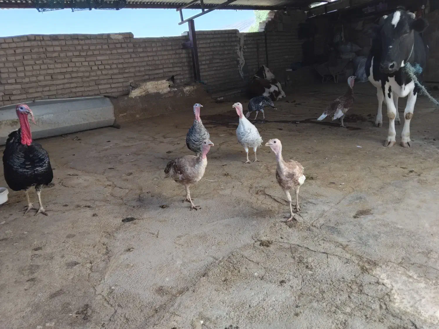 بوقلمون|حیوانات مزرعه|پلدختر, |دیوار