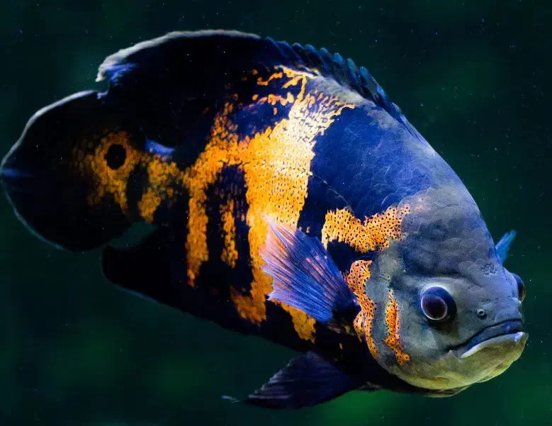 ماهی اسکار|ماهی|مراغه, |دیوار