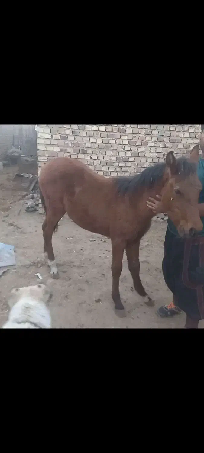 اسبهای یورقه با گوسفند یا بز معاوضه میکنم|اسب و تجهیزات اسبسواری|مشهد, دانشجو|دیوار
