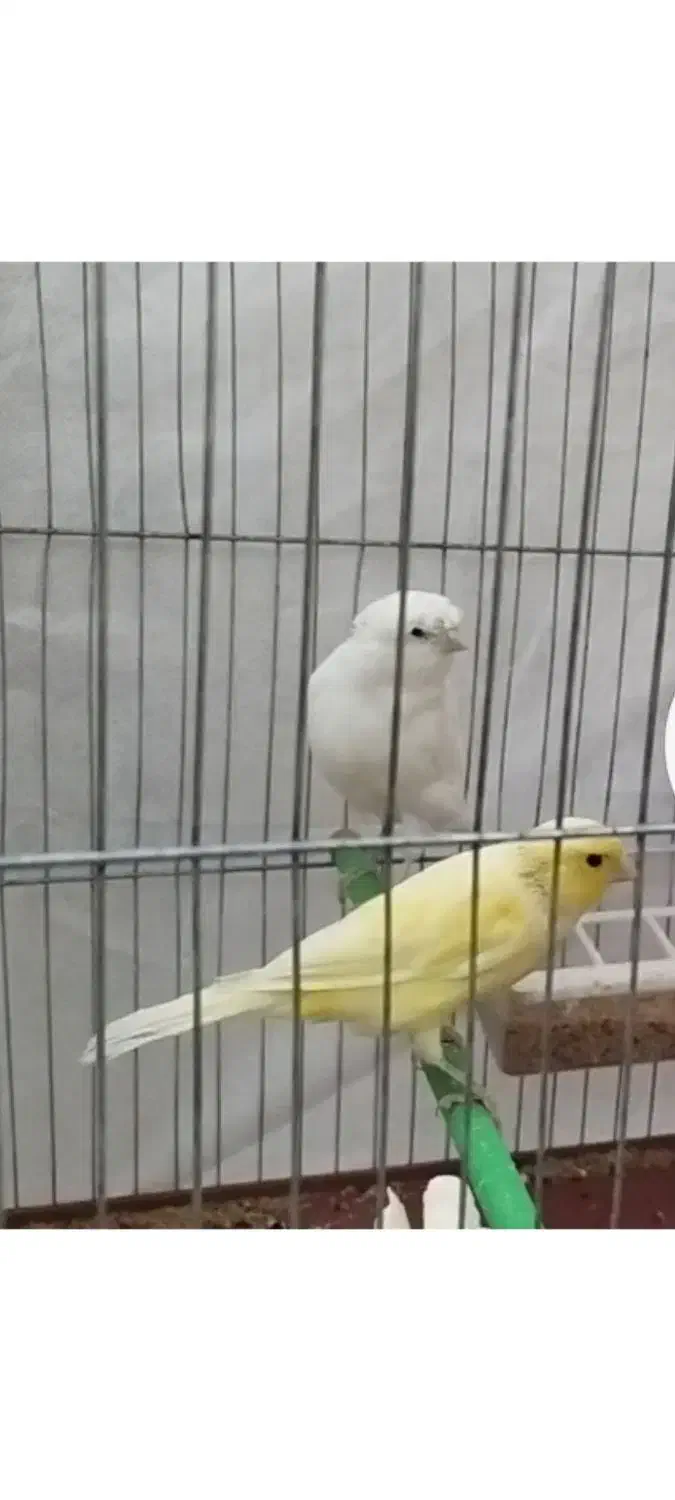 ماده سفید بالغ و تعدادی نر سفید سالم و سرحال|پرنده|یزد, |دیوار