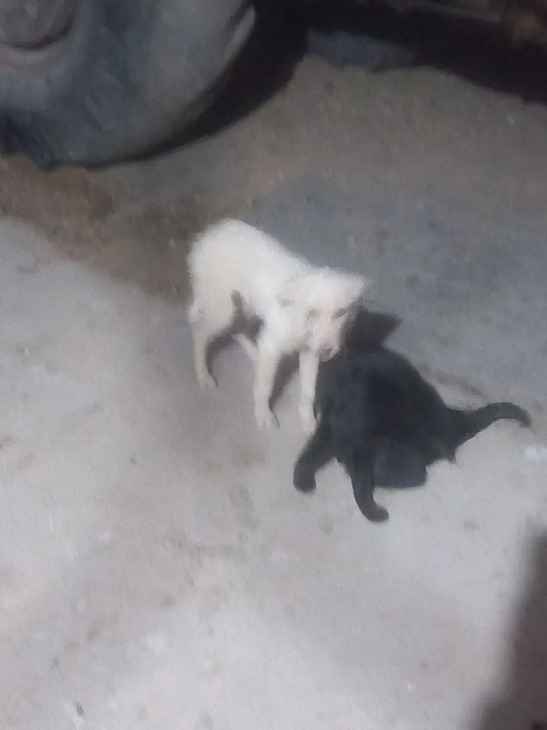 سگ پا کوتاه|سگ|خرمآباد, |دیوار