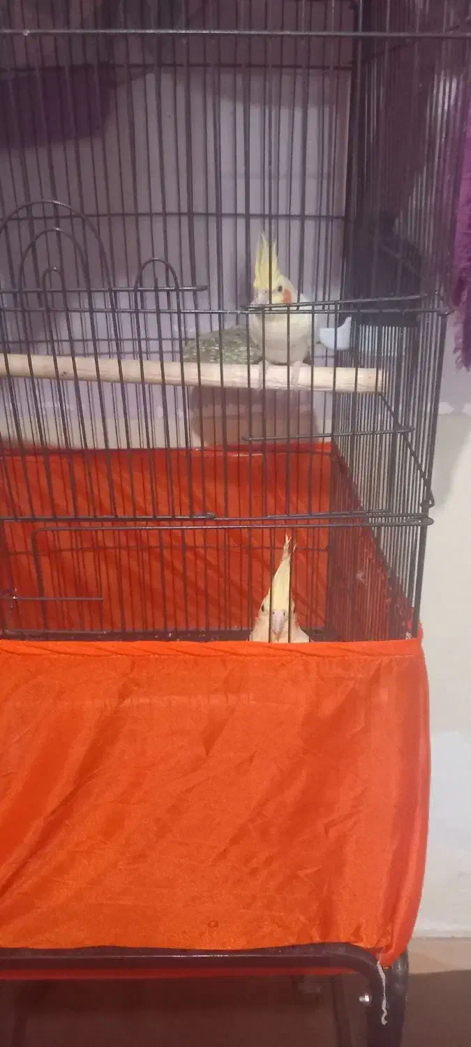 باسلام ۲ جفت عروس هلندی مولد|پرنده|ارومیه, |دیوار