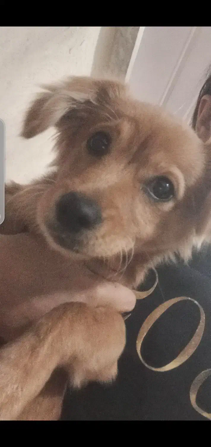 سگ نژاد دار|سگ|قزوین, |دیوار