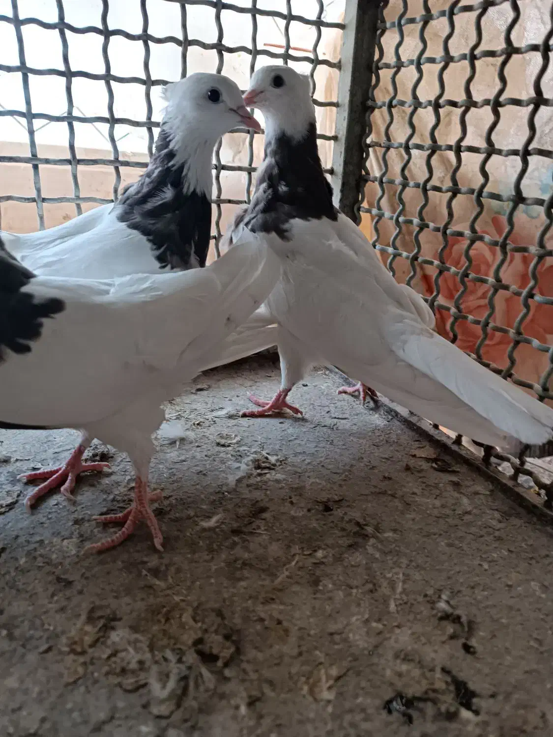 طوقی سرکه ای|پرنده|فلاورجان, |دیوار