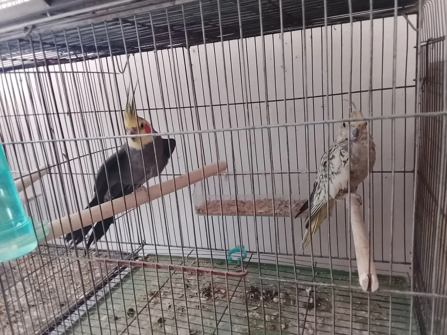 جفت عروس هلندی مولد|پرنده|جم, |دیوار