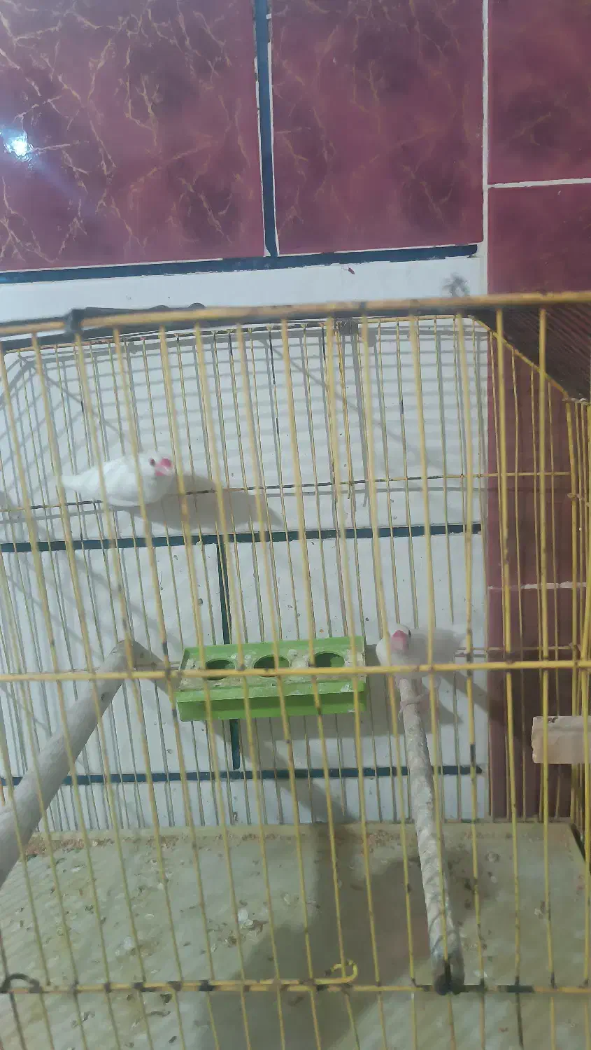 فنج مصری|پرنده|شادگان, |دیوار