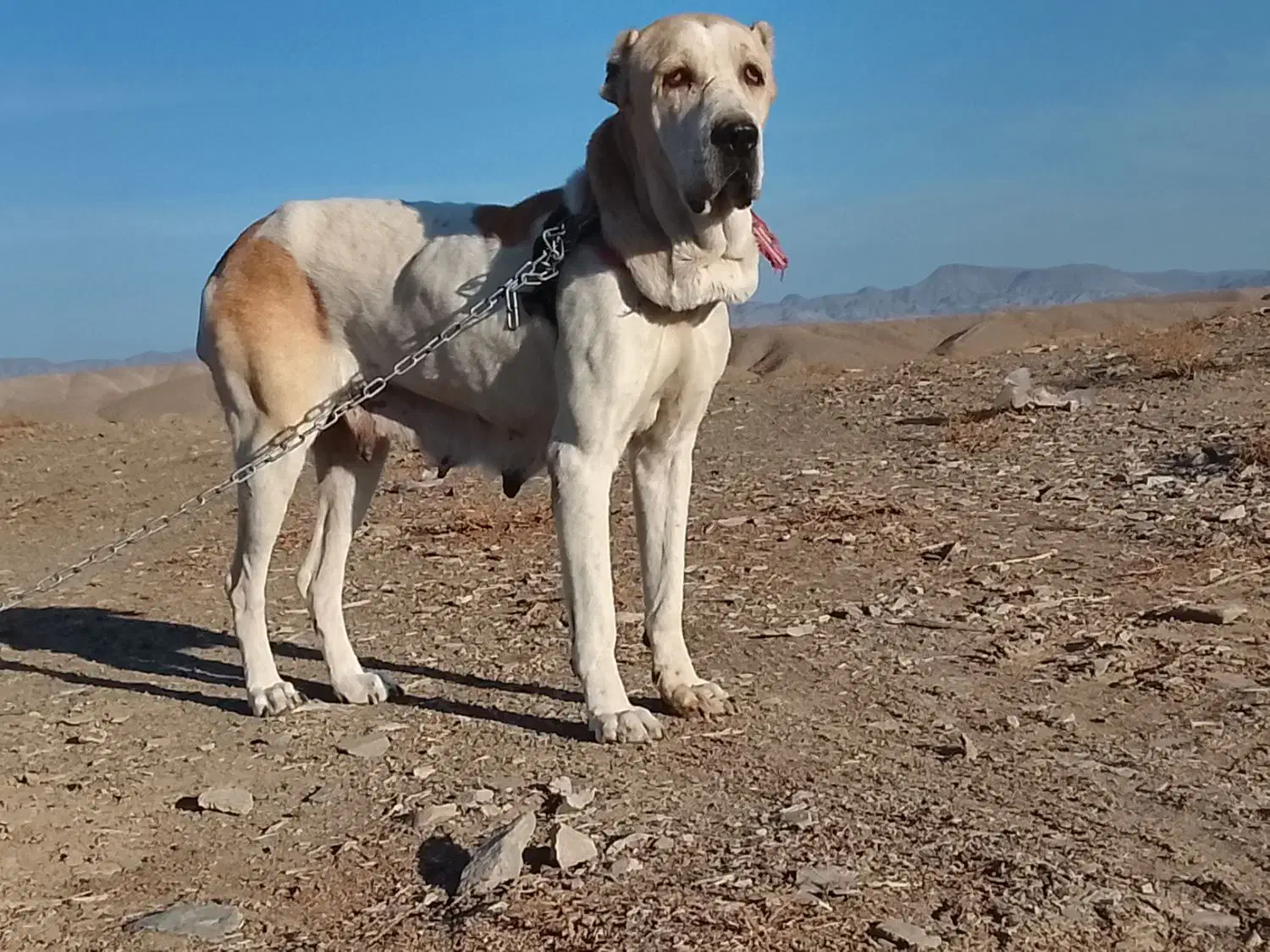 سگ ماده|سگ|نهبندان, |دیوار