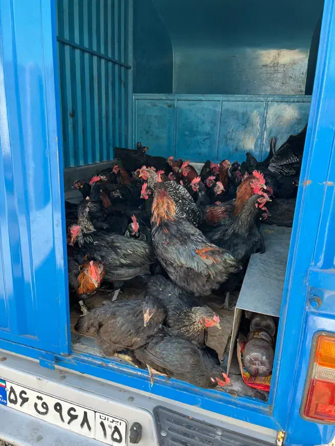 مرغ و خروس نیمچه مرندی و بلک استار اصیل|حیوانات مزرعه|کرج, کمالشهر|دیوار