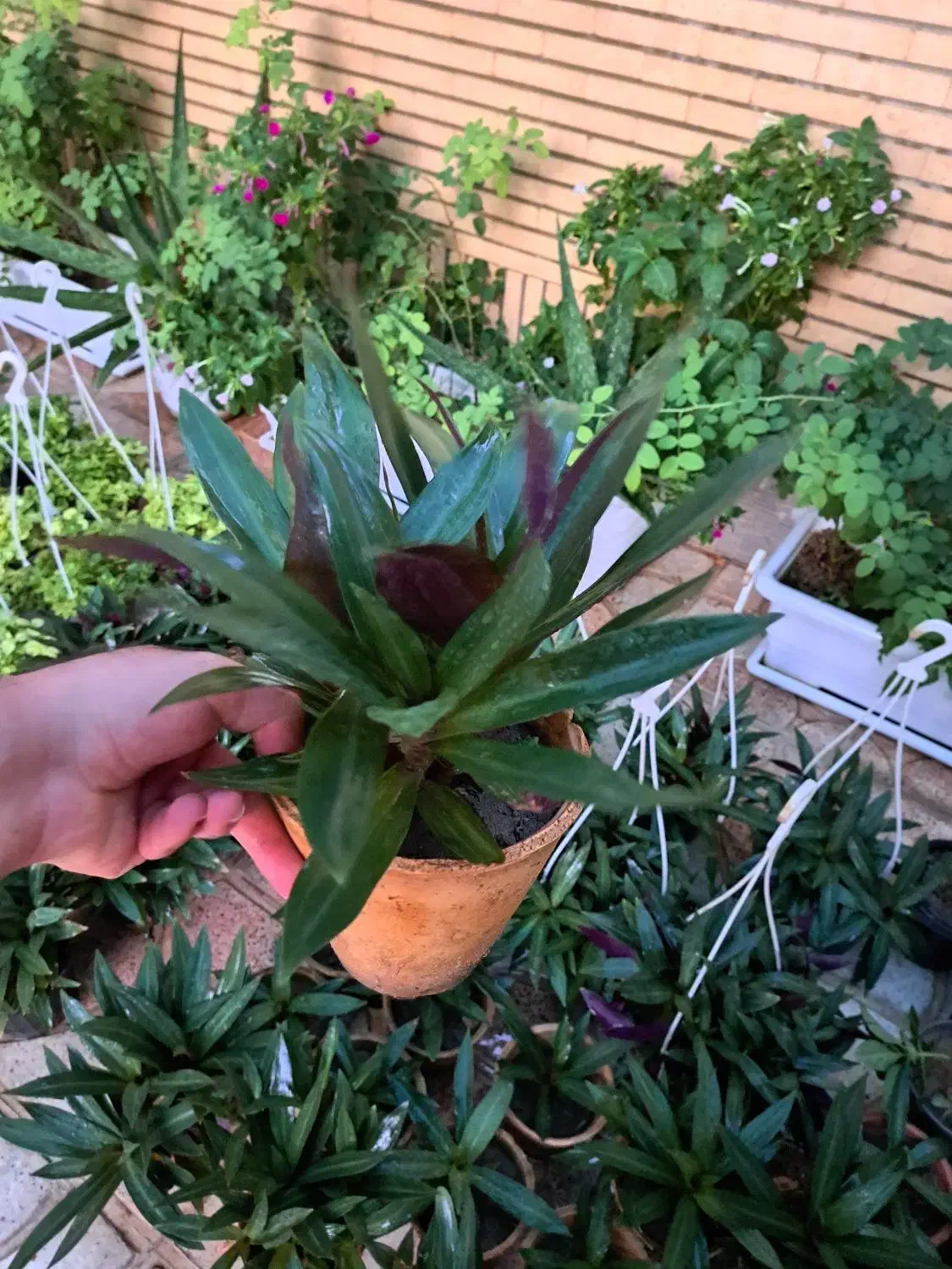 گل زیپلین پاندانوس یخی پتوس|گل و گیاه طبیعی|اصفهان, شاه پسند|دیوار