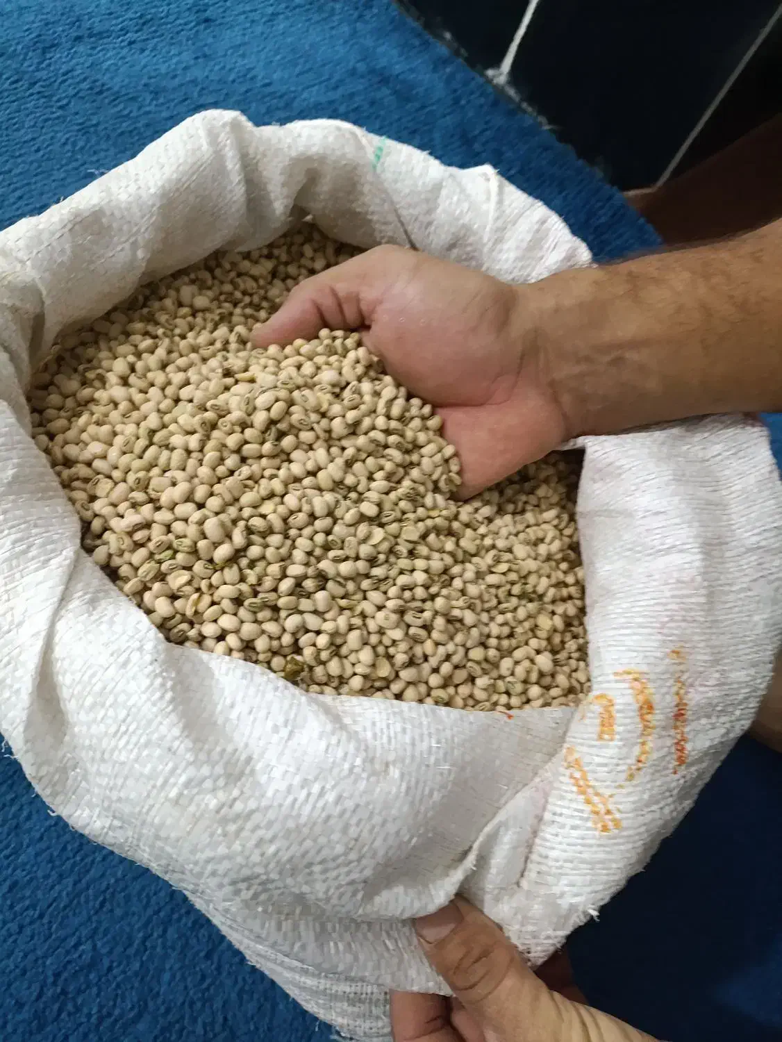 لوبیا محلی بوجاری شده دون درشت|خوردنی و آشامیدنی|چرام, |دیوار