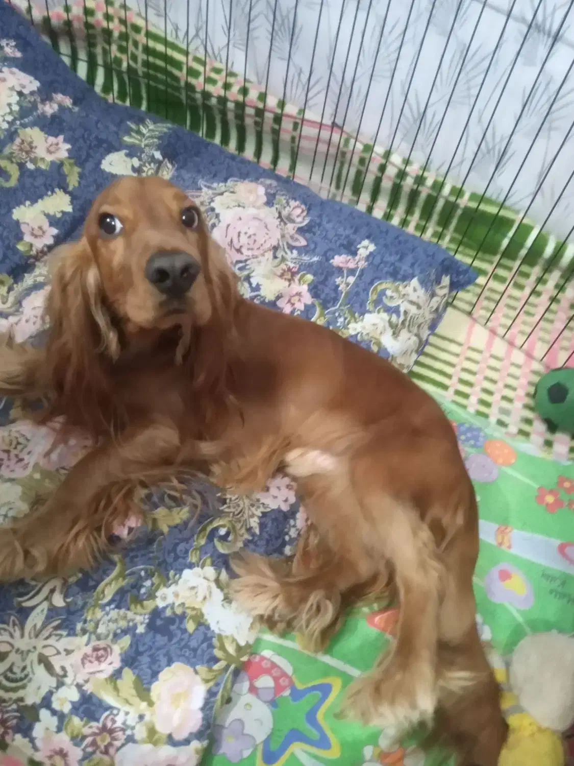 سگ کوکر|سگ|مبارکه, |دیوار