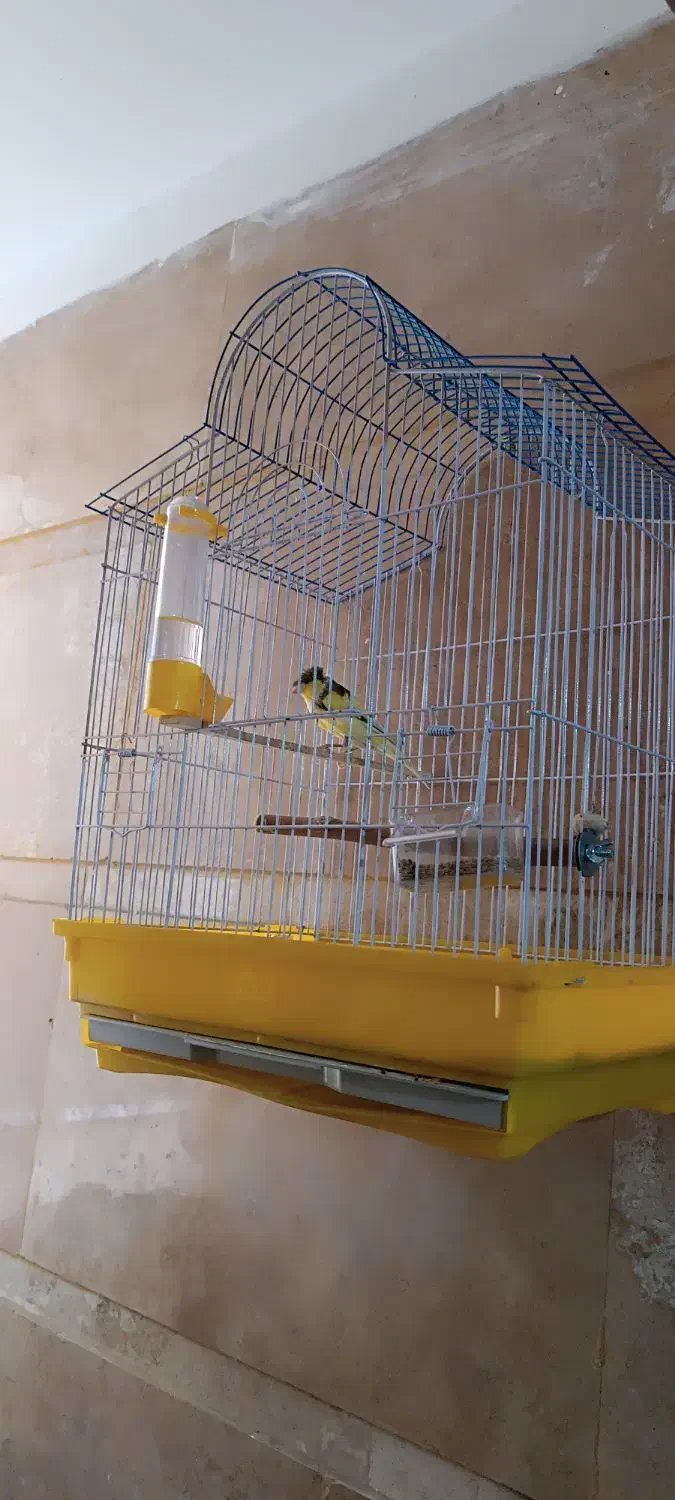 قناری گلاستر نر|پرنده|تهران, کوی بیمه|دیوار