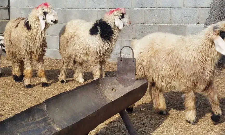 بره شیرازی بختیاری مچ قلم دار پوز عقابی|حیوانات مزرعه|منوجان, |دیوار