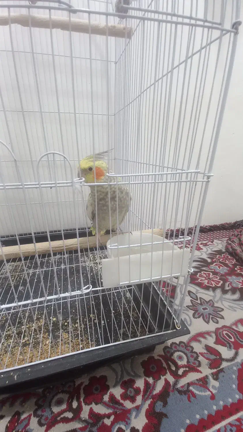 عروس هلندی|پرنده|قرچک, زیبا شهر|دیوار