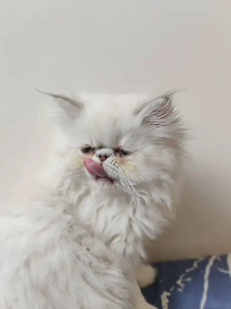 بچه گربه پرشین هیمالین سوپرفلت ماده سفیدچشم سبزآبی|گربه|تهران, حافظیه|دیوار