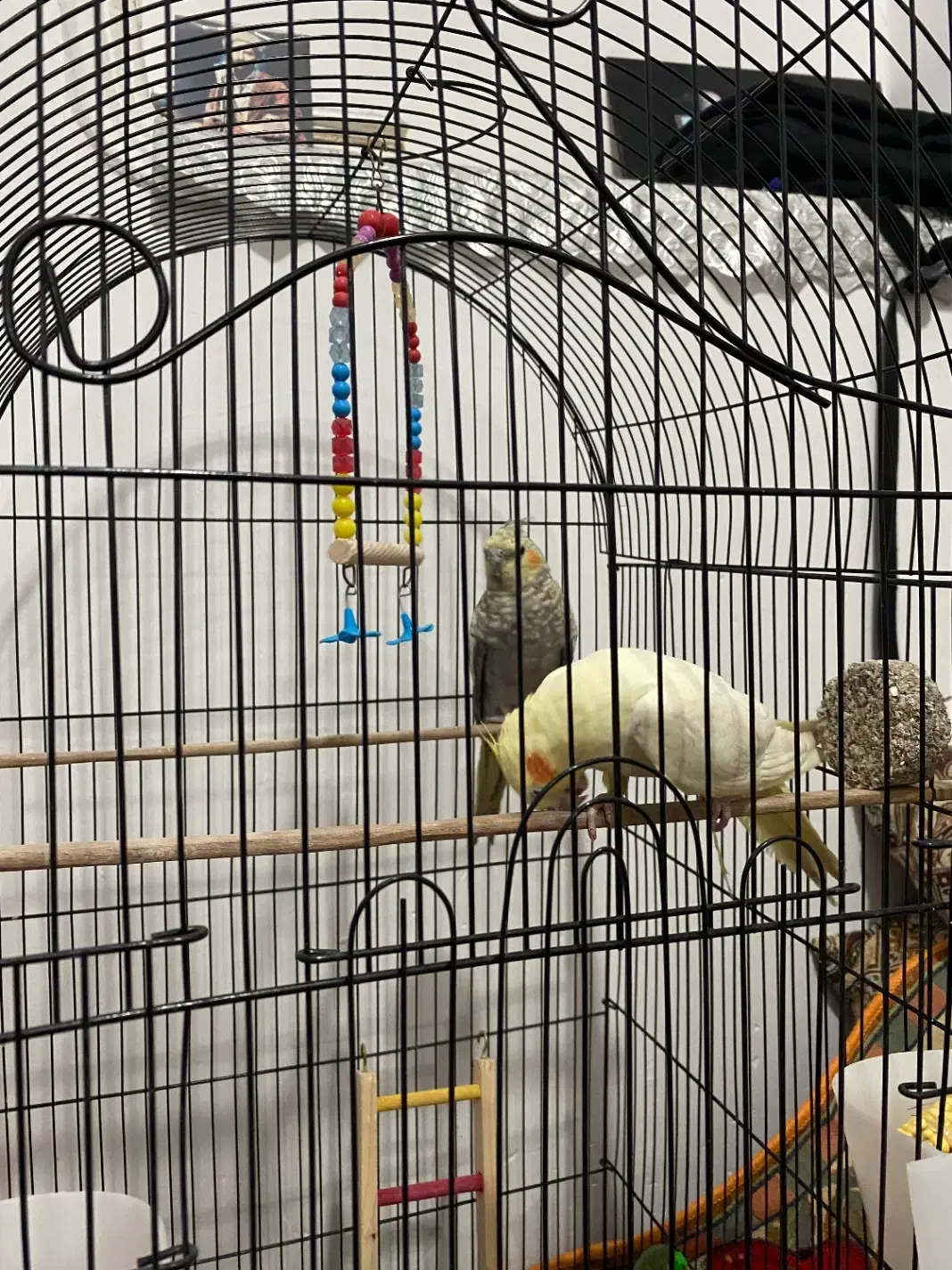 یه جفت عروس هلندی|پرنده|صحنه, |دیوار