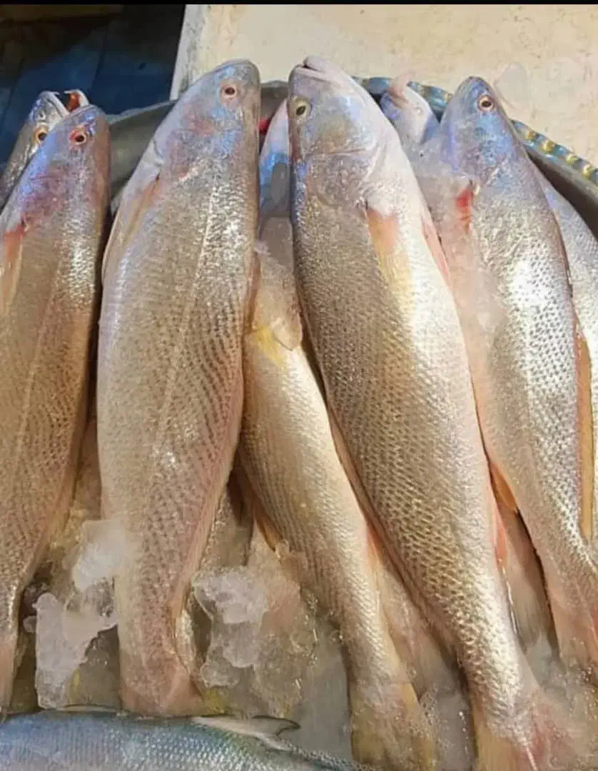 فروش انواع ماهی و میگو تازه و درجه یک|خوردنی و آشامیدنی|شیراز, جانبازان|دیوار