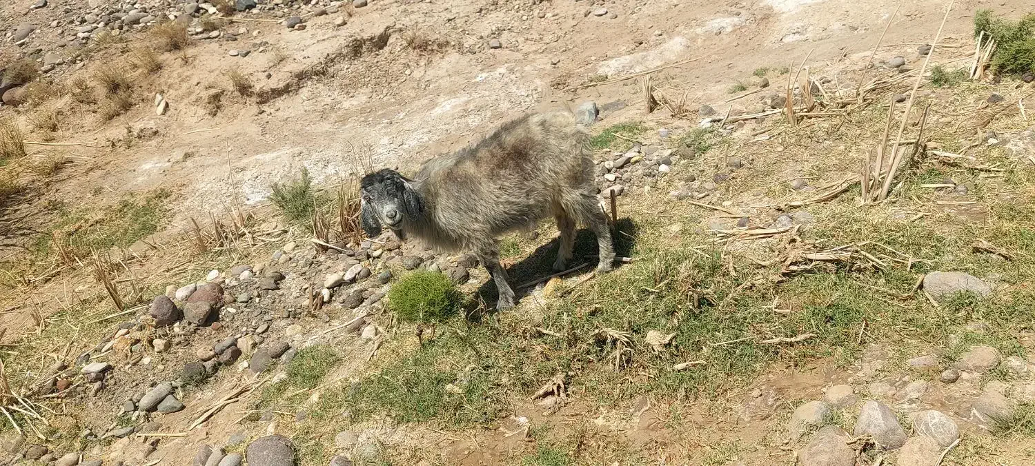 30عدد بز جون نژادکورکی ابست|حیوانات مزرعه|کرمان, |دیوار