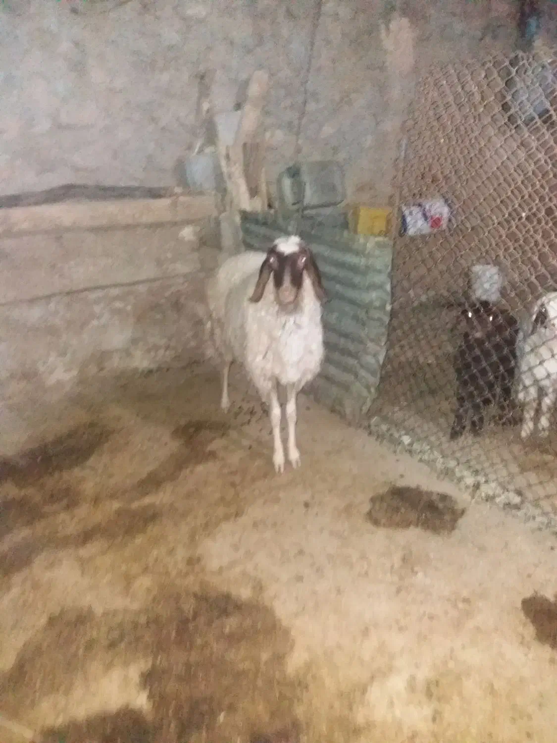 قیمت کیلو ۳۵۰/۰۰۰|حیوانات مزرعه|قلعه شاهین, |دیوار