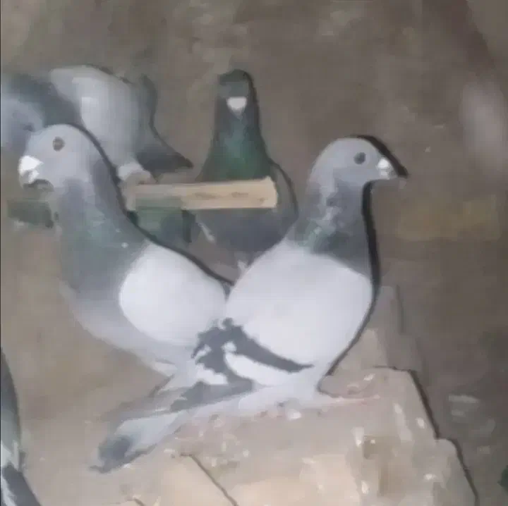 کفتر پرشی|پرنده|طاغنکوه, |دیوار