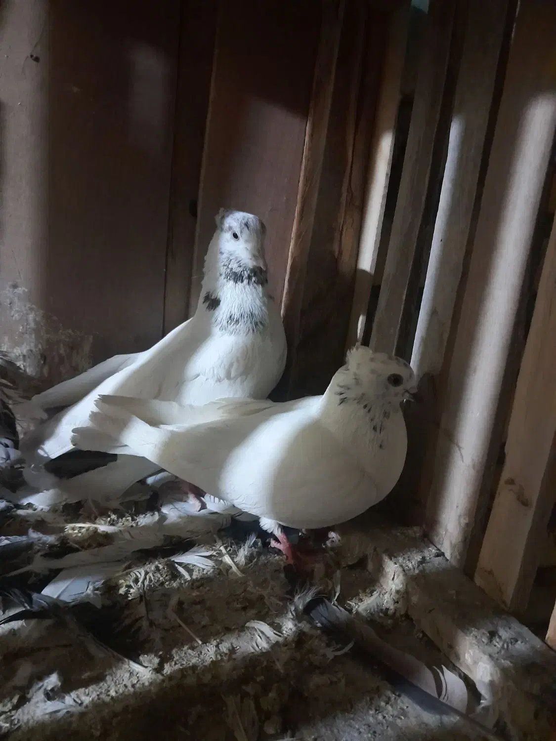 کبوتر|پرنده|کاشان, راوند|دیوار