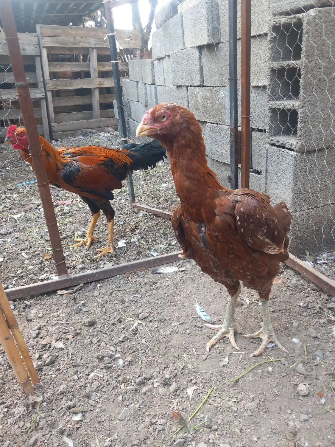 مرغ لاری|حیوانات مزرعه|مزرعه کتول, |دیوار