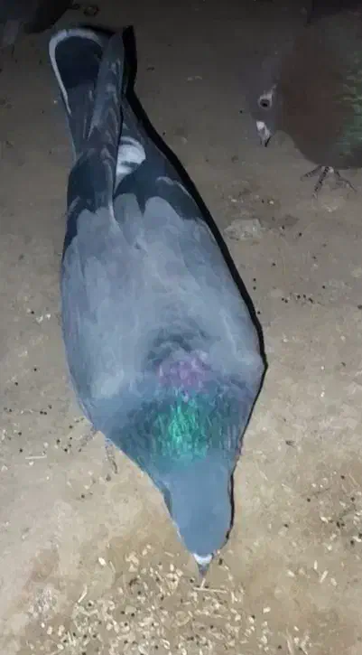 کبوتر گمشده|پرنده|شاهین‌شهر, گرگاب|دیوار