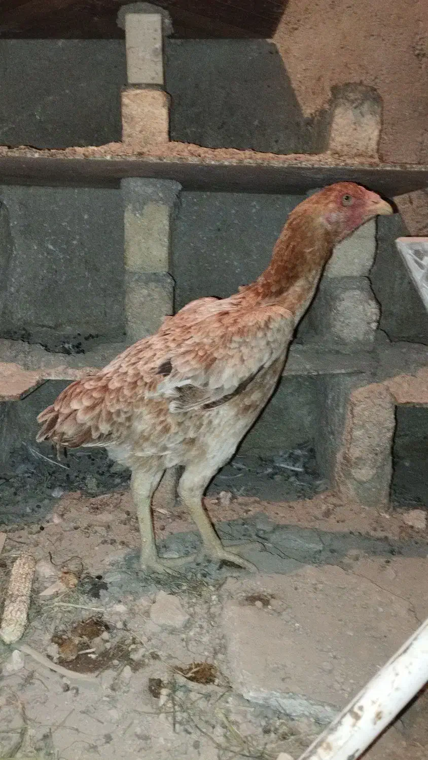 مرغ لاری دانگ بالا و جا دار یک ساله یه تیغ|حیوانات مزرعه|سرپل ذهاب, |دیوار