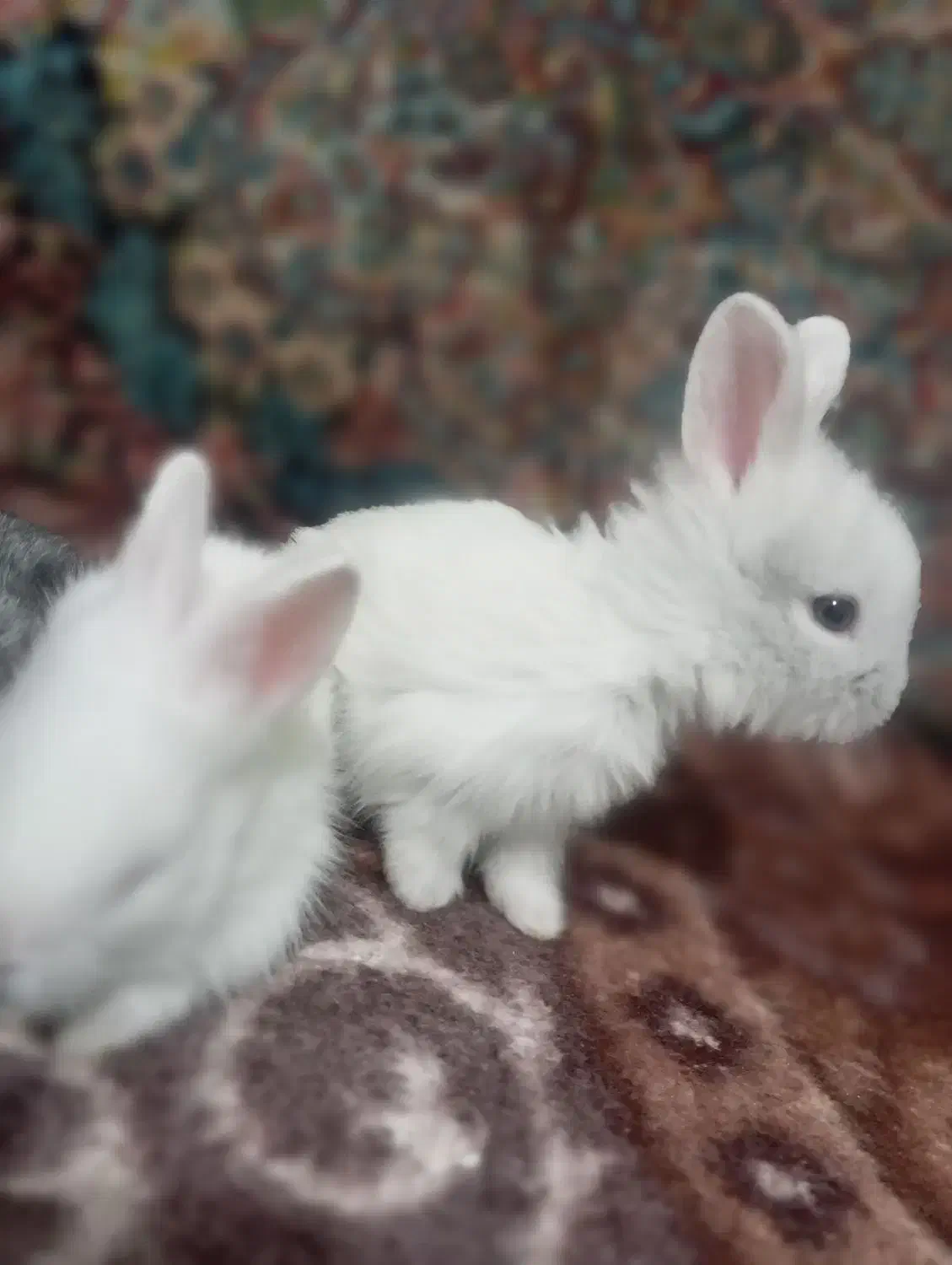 خرگوش خانگی سالم باهوش|موش و خرگوش|ممقان, |دیوار