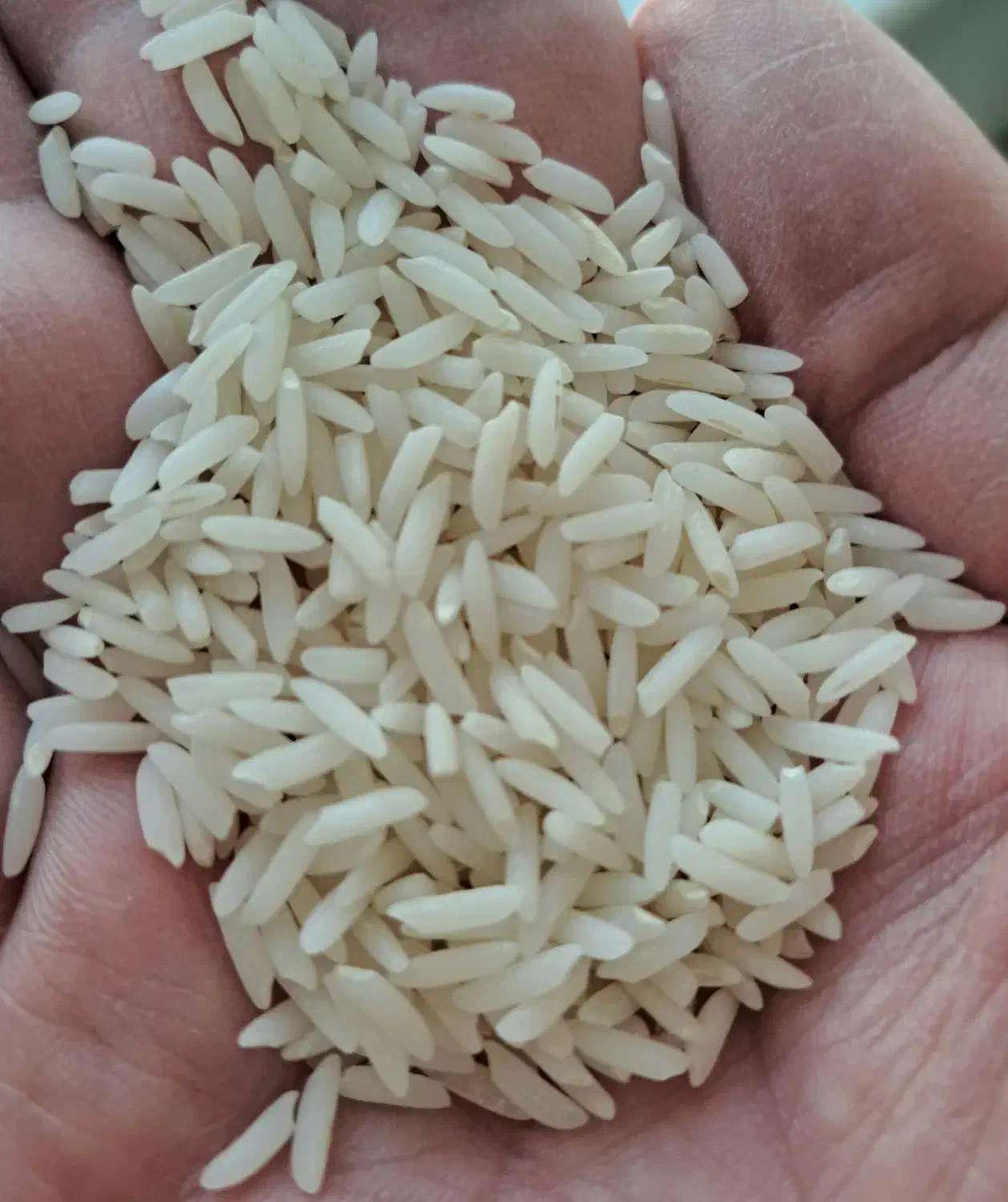 برنج هاشمی گیلان|خوردنی و آشامیدنی|تهران, سردارجنگل|دیوار