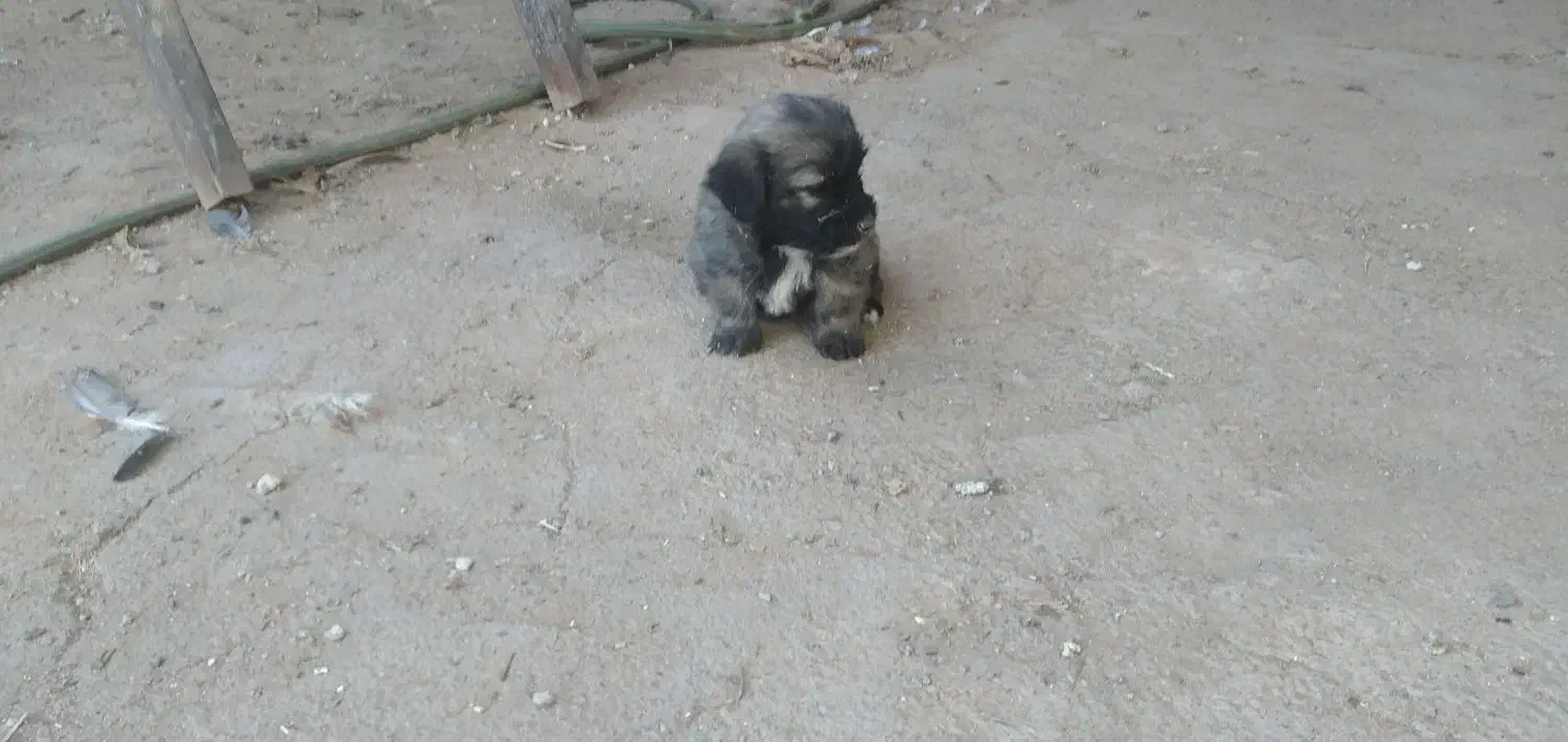 توله شتیزو|سگ|تربت جام, معدآباد|دیوار