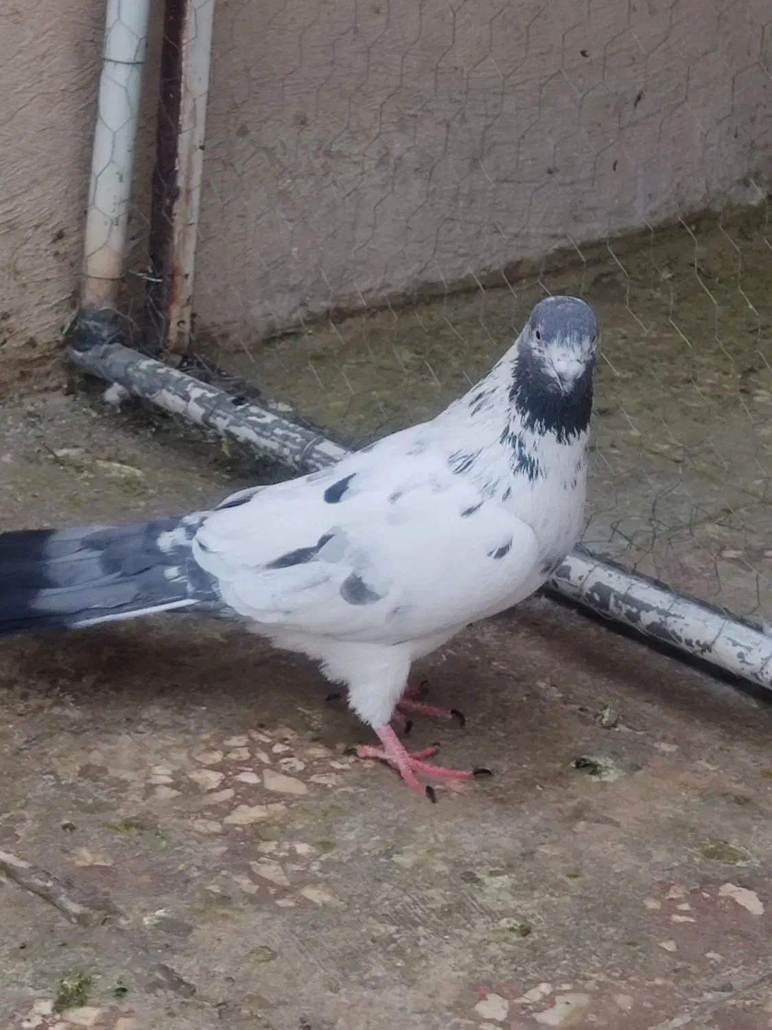 کفتر گرویی قم|پرنده|تهران, منیریه|دیوار